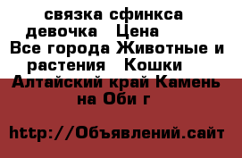 связка сфинкса. девочка › Цена ­ 500 - Все города Животные и растения » Кошки   . Алтайский край,Камень-на-Оби г.